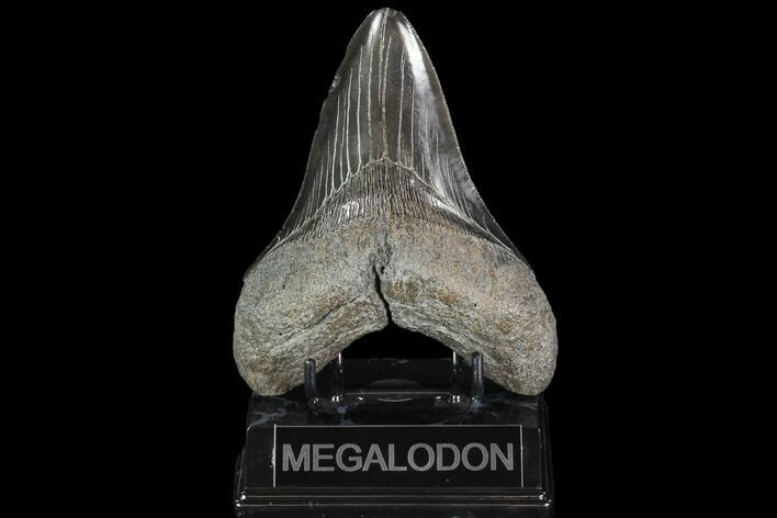 Fossil Megalodon Tooth - Serrated Blade #95319